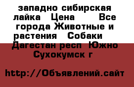 западно сибирская лайка › Цена ­ 0 - Все города Животные и растения » Собаки   . Дагестан респ.,Южно-Сухокумск г.